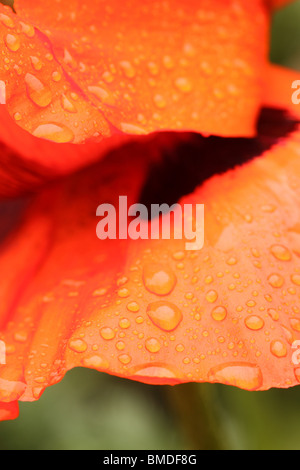 Papaver Pavot pétale rouge géant après la pluie Banque D'Images