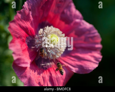 Une abeille vole dans la lumière du matin à la terre sur un coquelicot rose dans un jardin. Banque D'Images