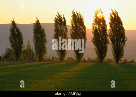 Coucher de soleil derrière les arbres, Streit, Spessart, Bavaria, Germany Banque D'Images