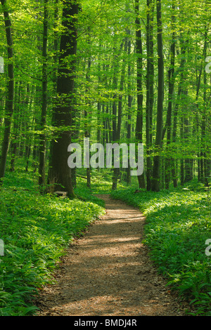 Chemin à travers forêt de hêtres au printemps, parc national du Hainich, Thuringe, Allemagne Banque D'Images