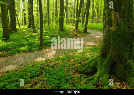 Chemin à travers forêt de hêtres au printemps, parc national du Hainich, Thuringe, Allemagne Banque D'Images