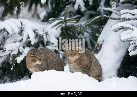 Portrait de Wildcats Européenne Banque D'Images