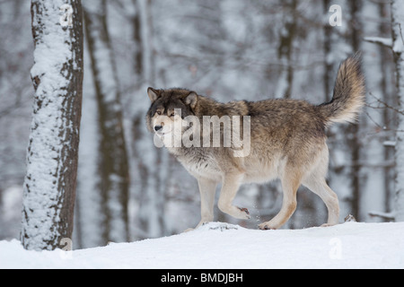 Portrait de Loup Banque D'Images