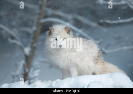 Renard arctique Banque D'Images