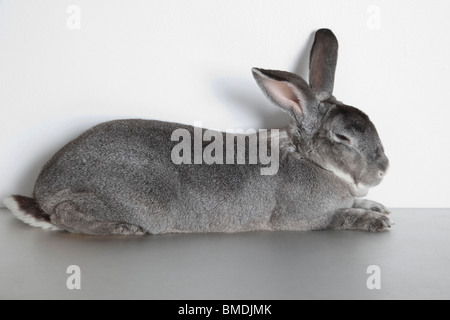 Lapin dormir dans Studio Banque D'Images