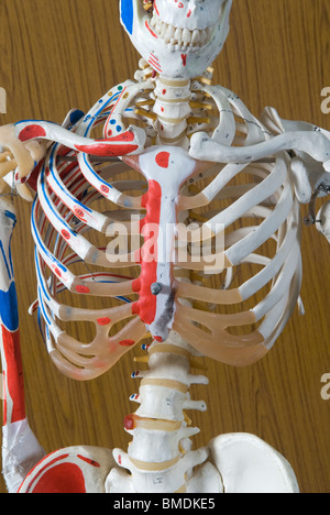 Libre d'un modèle de squelette à l'Université arabe de Beyrouth Liban Moyen Orient Banque D'Images