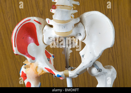 Libre d'un modèle de squelette à l'Université arabe de Beyrouth Liban Moyen Orient Banque D'Images