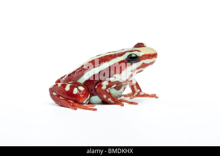 Poison dart frog fantasmatique, Epipedobates tricolor. Banque D'Images