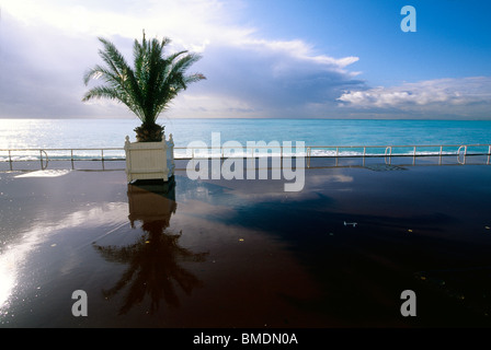 Reflet d'un palmier sur une flaque d'eau sur la Promenade des Anglais à Nice Banque D'Images