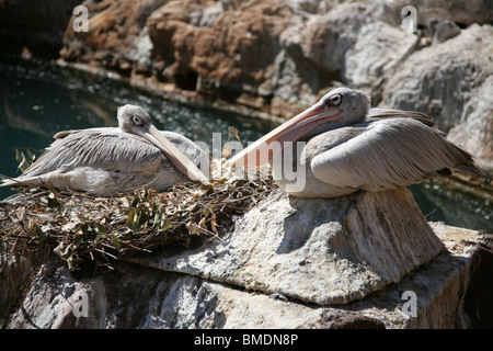 Jungle Park, Tenerife, Canary Island Banque D'Images