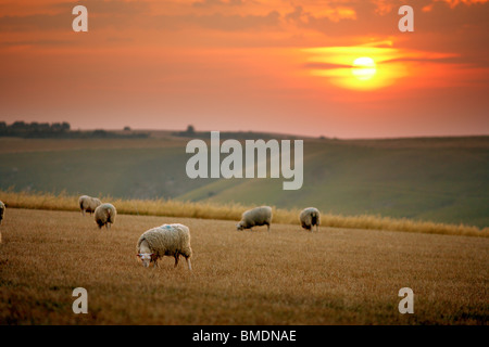 Moutons dans le champ au coucher du soleil Banque D'Images