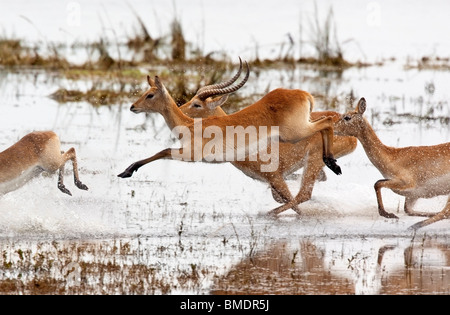 Cobes Lechwes rouges (cobes lechwes Kobus) traversant les eaux peu profondes de la rivière Chobe Domaine du Parc National de Chobe au Botswana Banque D'Images