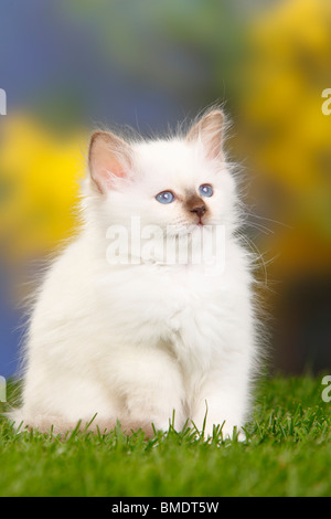 Chat Sacré de Birmanie, chaton, 7 semaines / Birman Banque D'Images