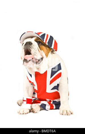 Un British Bulldog portant un gilet Union Jack, cap et drapeau anglais bracelet sweat band contre un blanc pur (255rgb) Arrière-plan. Banque D'Images