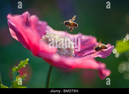 Une abeille vole dans la lumière du matin à la terre sur un coquelicot rose dans un jardin. Banque D'Images