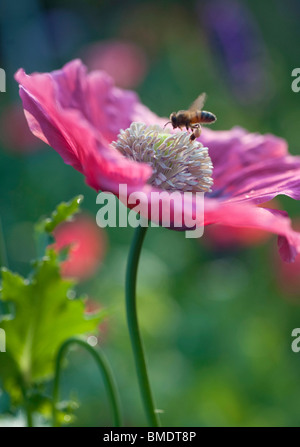 Une abeille vole dans la lumière du matin à la terre sur un coquelicot rose dans un jardin. Banque D'Images