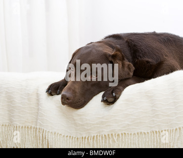 Prise d'un beau Labrador chocolat portant sur le lit Banque D'Images