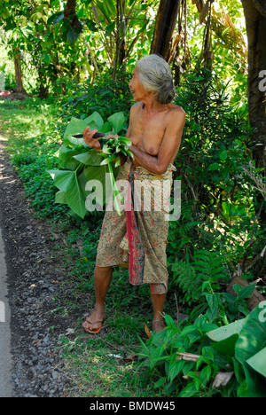 Bali vieille dame , collecte de fourrage pour ses porcs , sembrian , village , bali lovina bali , Indonésie , Banque D'Images