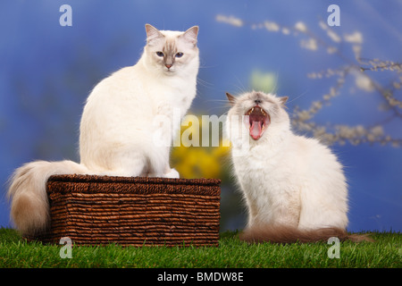 Les chats sacrés de Birmanie, blue-point et blue-tabby-point / Birman Banque D'Images