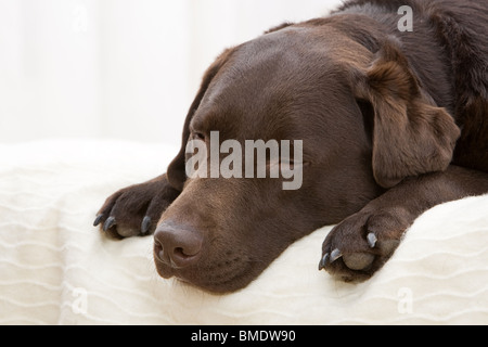 Prise d'un beau Labrador chocolat portant sur le lit Banque D'Images