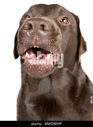 Beau studio Shot d'un labrador Chocolat contre fond blanc Banque D'Images