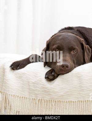 Prise d'un beau Labrador chocolat portant sur le lit Banque D'Images