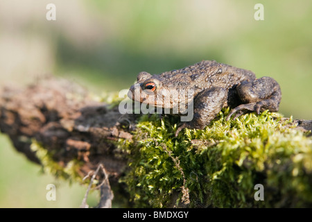 Un crapaud commun (Bufo bufo) assis sur une branche moussue dans la campagne anglaise Banque D'Images