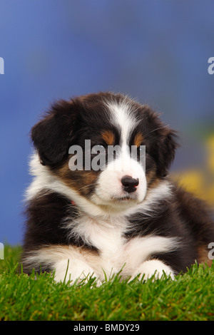 Berger Australien, chiot, 7 semaines, noir-tri Banque D'Images