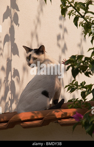 Un chat sauvage à l'ombre de la chaleur de midi sur l'Hanioti resort de la Chalcidique Grèce Banque D'Images