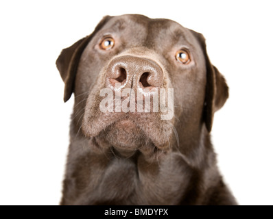 Beau studio Shot d'un labrador Chocolat contre fond blanc Banque D'Images