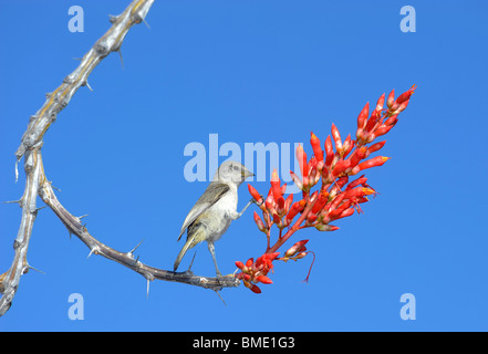 Oiseau sur Fleur de Baja La Ventana, Bay, El Sargento, Golf de Californie, La Mer de Cortez, Baja California Sur, Mexique Banque D'Images