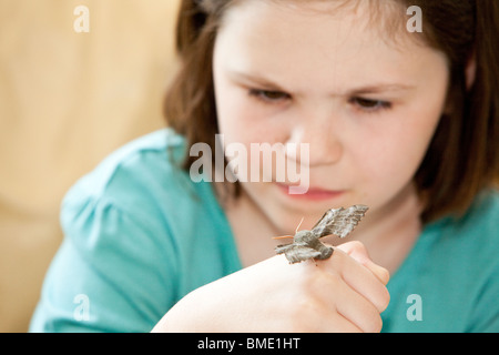 Jeune fille actuellement avec attention un peuplier hawk moth sur sa main Banque D'Images