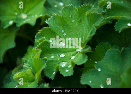 Gouttes d'eau sur mesdames mantle Alchemilla mollis Banque D'Images