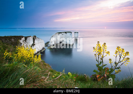 Old Harry Rocks à l'aube sur la côte jurassique du Dorset près de Poole, UK Banque D'Images