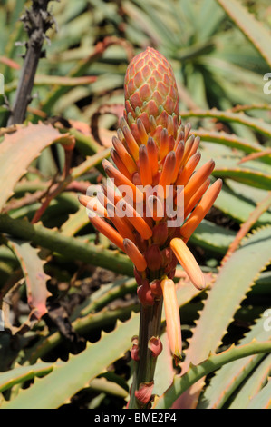 L'Aloe Vera en fleurs fleur. Île des Canaries Fuerteventura Banque D'Images