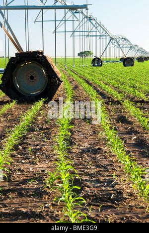 Un système d'irrigation à pivot central dans un champ de maïs Banque D'Images