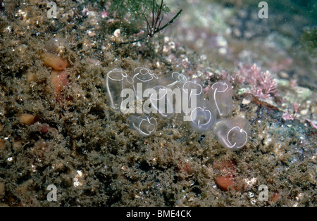 Lampe sea squirt (Clavelina lepadiformis) sous une roche sur la rive inférieure UK Banque D'Images