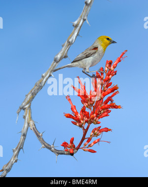 Oiseau sur Fleur de Baja La Ventana, Bay, El Sargento, Golf de Californie, La Mer de Cortez, Baja California Sur, Mexique Banque D'Images