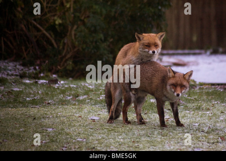 Les renards d'accouplement JARDIN KENT Royaume-uni ANIMAUX SAUVAGES ANIMAUX SAUVAGES ANIMAUX SAISON FOX VIXEN SEXUELLEMENT ACTIF PAYS URBAIN Banque D'Images