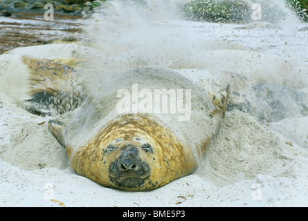 Éléphant de mer du sud (Mirounga leonina) Mâle prendre bain de sable, îles Falkland Banque D'Images