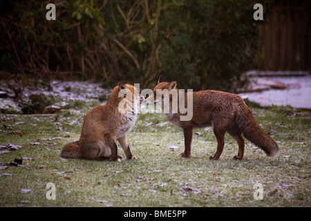 Les renards d'accouplement JARDIN KENT Royaume-uni ANIMAUX SAUVAGES ANIMAUX SAUVAGES ANIMAUX SAISON FOX VIXEN SEXUELLEMENT ACTIF PAYS URBAIN Banque D'Images