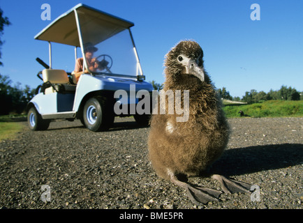 New York, l'atoll de Midway, les jeunes Albatros de Laysan en route, évitant touristiques in golf cart Banque D'Images