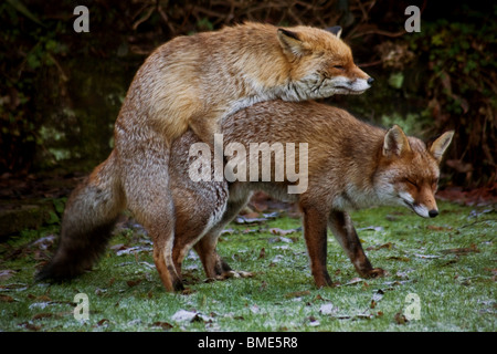 Les renards d'accouplement JARDIN KENT Royaume-uni ANIMAUX SAUVAGES ANIMAUX SAUVAGES ANIMAUX SAISON FOX VIXEN SEXUELLEMENT ACTIF PAYS URBAIN Banque D'Images