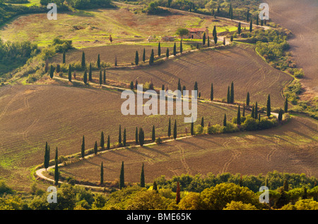 La Foce un zigzag célèbre lane bordée de cyprès près de Pienza Toscane Italie Europe de l'UE Banque D'Images