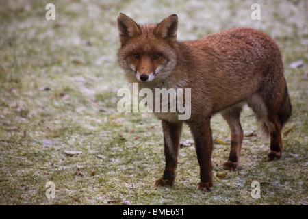 Les renards d'accouplement JARDIN KENT Royaume-uni ANIMAUX SAUVAGES ANIMAUX SAUVAGES ANIMAUX SAISON FOX VIXEN SEXUELLEMENT ACTIF PAYS URBAIN Banque D'Images