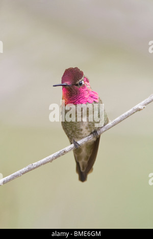 Anna's Hummingbird mâle - verticale Banque D'Images