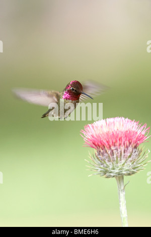 Anna's Hummingbird et Californie Chardon - verticale Banque D'Images