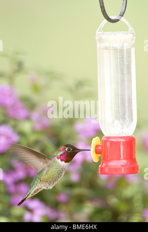 Anna's à Hummingbird Feeder - verticale Banque D'Images