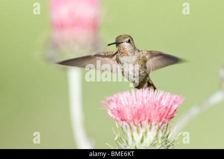 Femme Anna's Hummingbird et Californie Chardon Banque D'Images