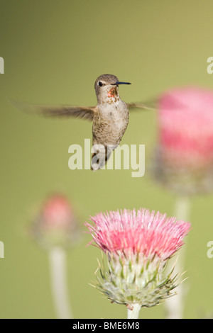 Femme Anna's Hummingbird et Californie Chardon - verticale Banque D'Images